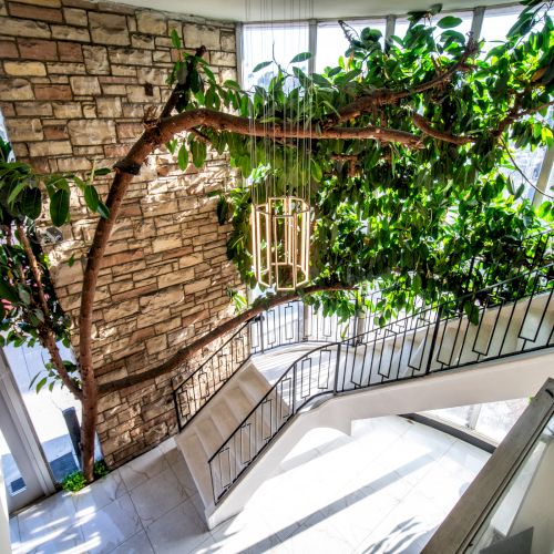 The image shows a staircase with a large tree growing through it, surrounded by a brick wall and abundant greenery.